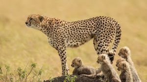 A mother cheetah and her cubs in the Maasai Mara National Reserve, Kenya (© Scott Davis/Tandem Stills + Motion)(Bing United States)