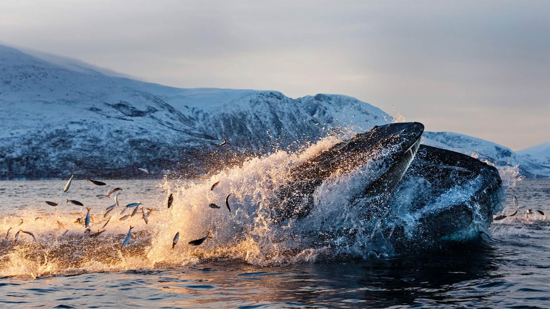Baleine à bosse au large de la côte de Kvaløya, Troms, Norvège
