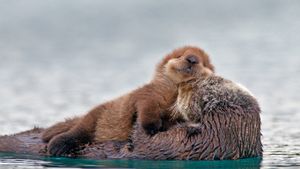 海獭妈妈与小海獭，美国阿拉斯加威廉王子湾 (© AlaskaStock/Masterfile)(Bing China)