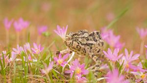 Common chameleon (© Photostock-Israel/SPL/Getty Images)(Bing United Kingdom)