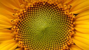 Common sunflower (Helianthus annuus) (© Dileep Chandran/Alamy)(Bing Australia)