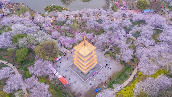 Cherry blossoms at East Lake Cherry Blossom Park, Wuhan, China