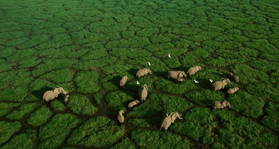 AmbosiLakeElephants
