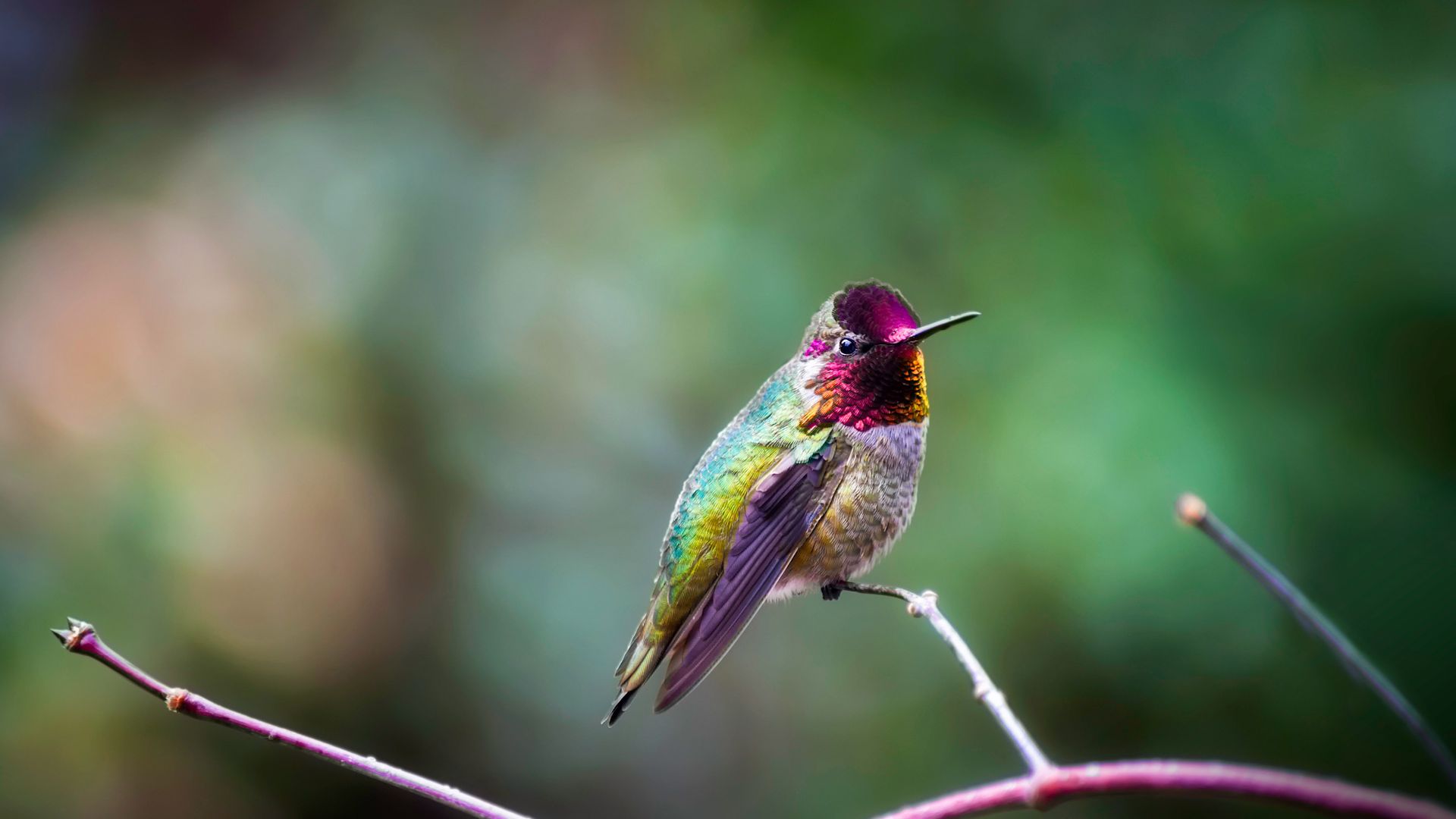 Colibri d’Anna