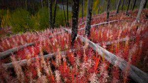 Fireweed reclaiming burned land near the Little Klappan River in British Columbia, Canada (© Carr Clifton/Minden Pictures)(Bing United Kingdom)