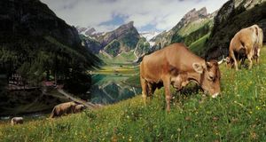 Cows grazing at lake Seealpsee, Switzerland - Sonderegger Christof/Agefotostock &copy; (Bing United Kingdom)