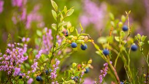 野生蓝莓 (© Baac3nes/Getty Images)(Bing China)