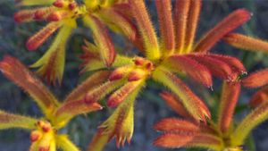 Catspaw (Anigozanthos humilis) flowers, Yilliminning Rock Reserve, Western Australia (© Krystyna Szulecka/Minden Pictures)(Bing Australia)