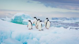 Adélie penguins in Antarctica (© David Merron Photography/Getty Images)(Bing New Zealand)