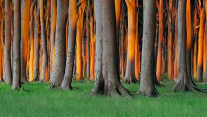 Nienhagen Wood in Mecklenburg-Vorpommern, Germany (© Radius Images/Alamy)(Bing United States)