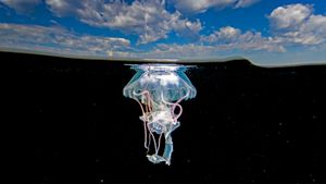 Mauve stinger jellyfish, Ixtapa Zihuatanejo, Mexico (© Christian Vizl/Tandem Stills + Motion)(Bing Australia)