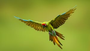 Great green macaw, Mexico (© Ondrej Prosicky/Shutterstock)(Bing Canada)
