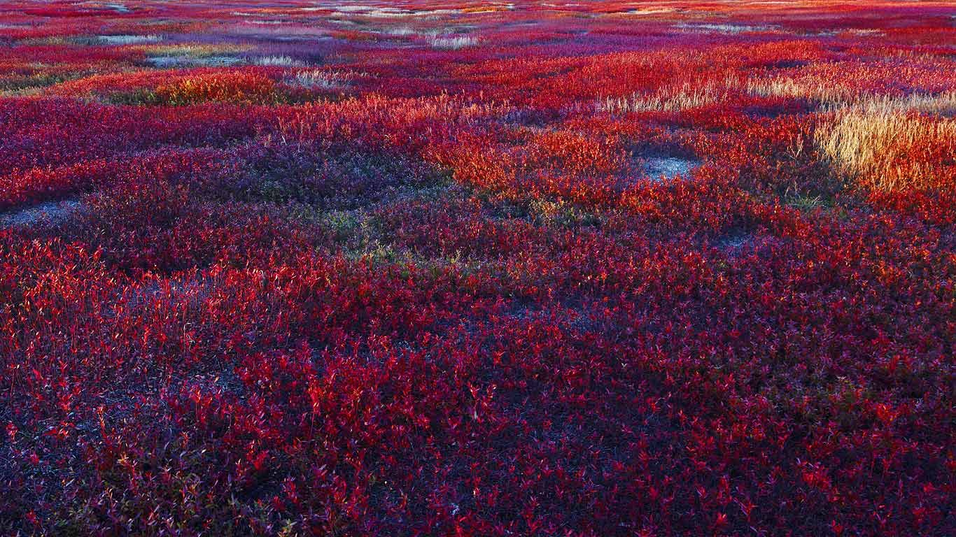 Lowbush blueberry barrens near Meddybemps, Maine