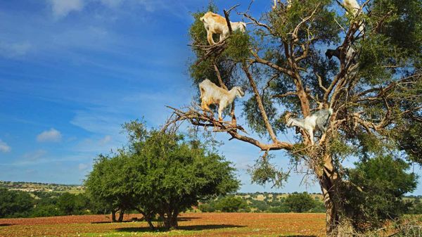 Goats on tree, Morocco, Africa