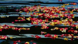 Rose petals in Oceanside Harbor, California (© Charlie Neuman/San Diego Union-Tribune)(Bing United States)