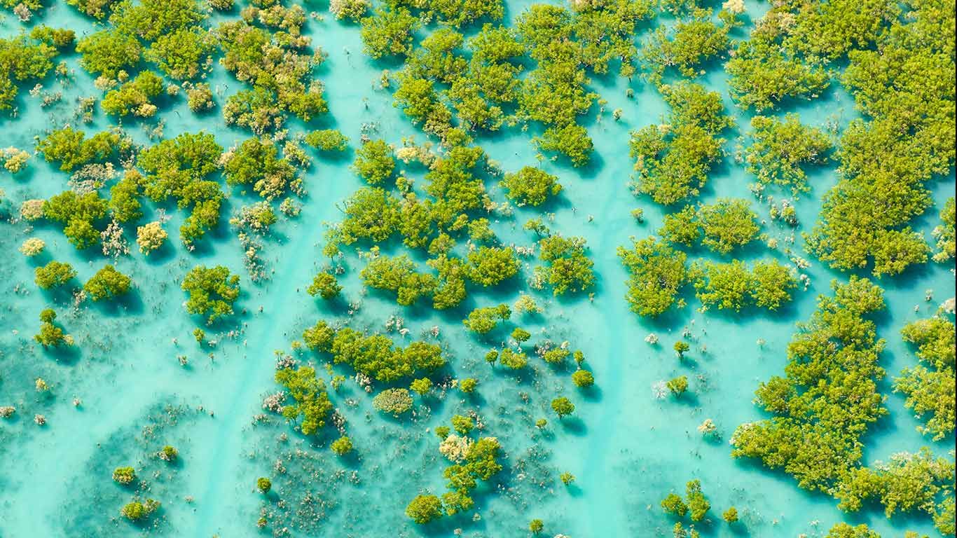 Aerial shot of mangroves at King Sound, Western Australia