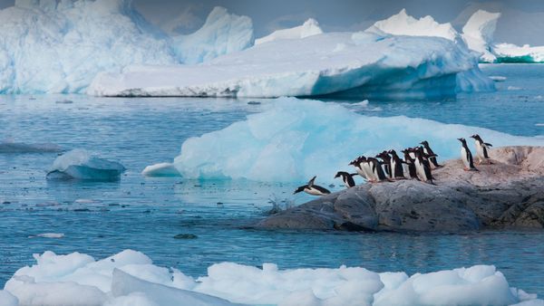 Pinguini Gentoo, Antartide