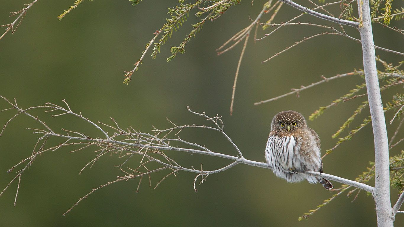Northern pygmy owl (Glaucidium gnoma) perched on a branch, Cypress Mountain, B.C.