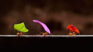 Leafcutter ants in Boca Tapada, Costa Rica (© Bence Mate/Visuals Unlimited/Corbis)(Bing United States)