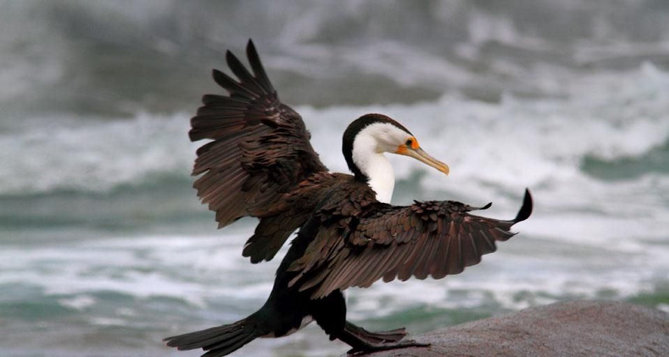 LittlePiedCormorant