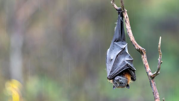 Gray-headed flying fox, Victoria, Australia