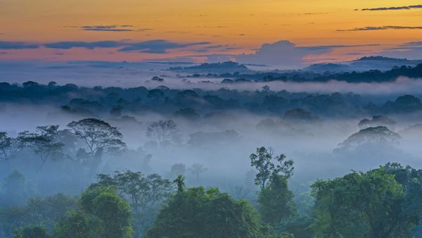 Amazon rainforest with fog in the morning near Alta Floresta, Mato Grosso, Brazil
