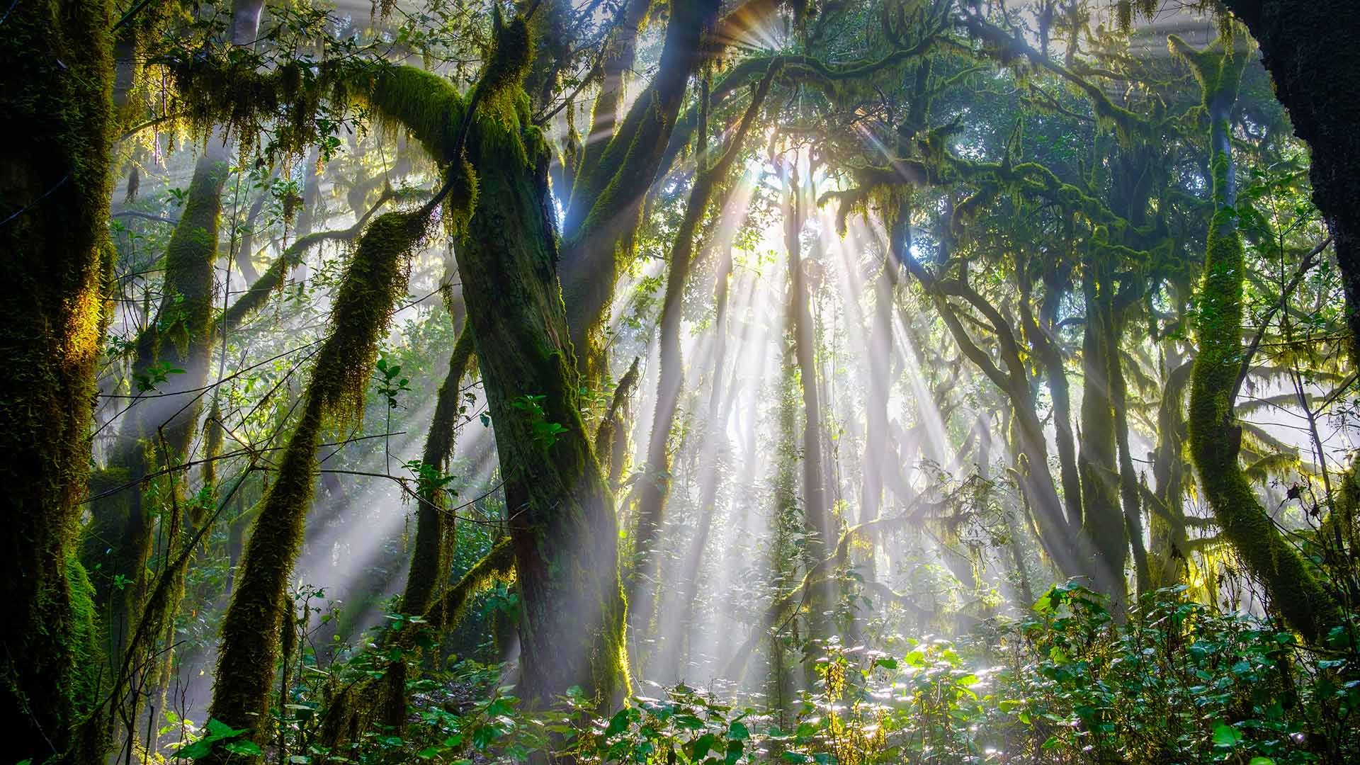 Forest in Garajonay National Park, La Gomera, Spain