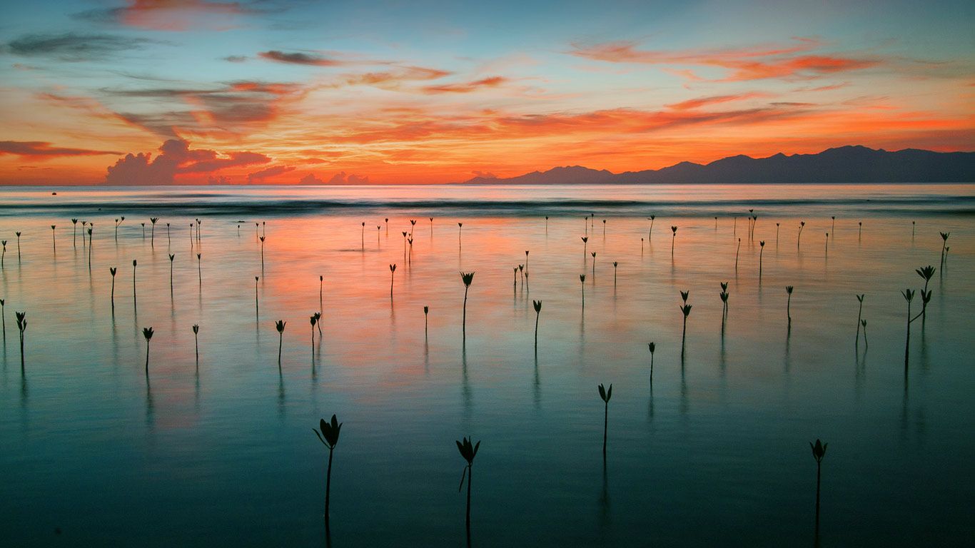 Mangrove seedlings in Cayos Cochinos, Honduras
