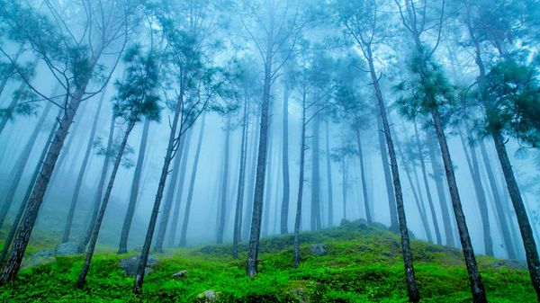 Pine forest in the Himalaya Range, Almora, Ranikhet, India