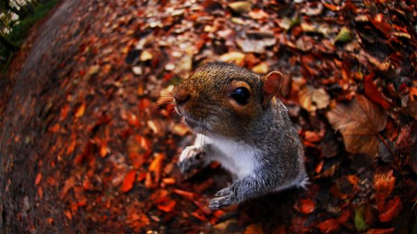 A grey squirrel Sciurus carolinensis at Tehidy woods, Cornwall, England