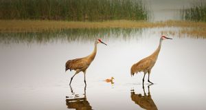 Sandhill Crane pair and chick in Florida -- Arthur Morris/Corbis &copy; (Bing New Zealand)