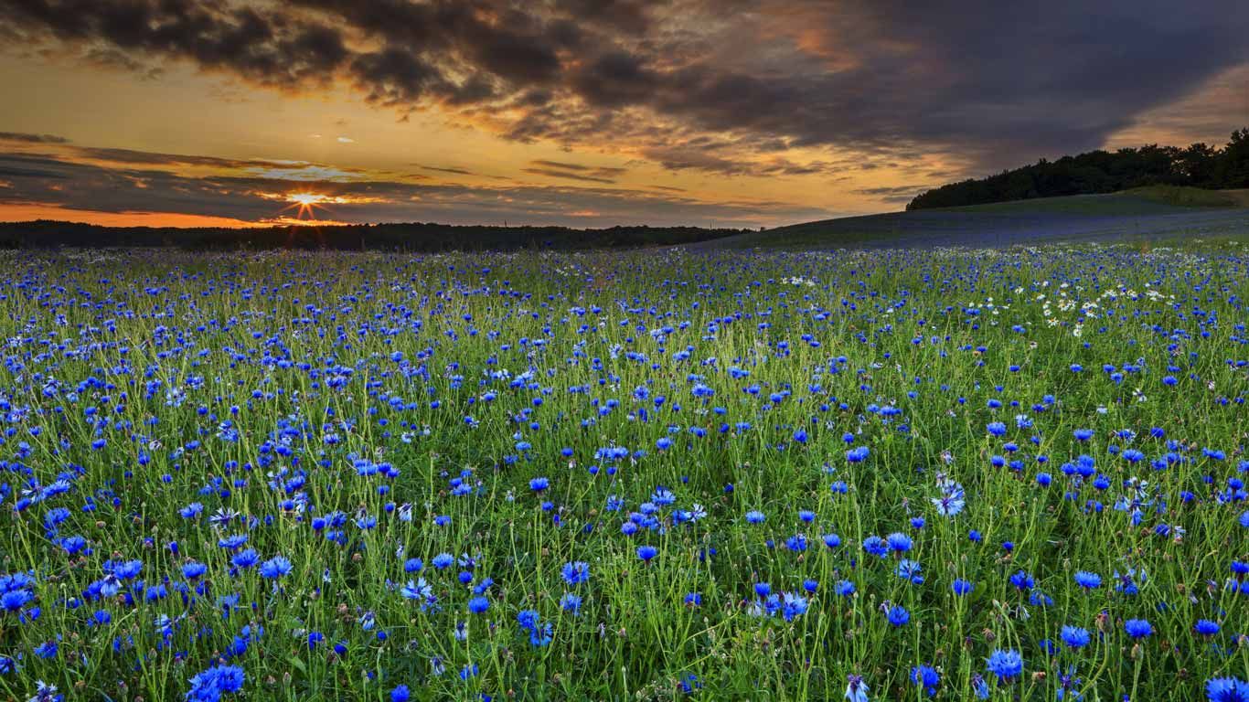 Champs de bleuets au coucher du soleil à Sellin, île de Rügen, Allemagne