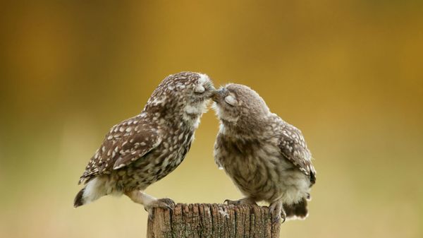 Burrowing owl chicks