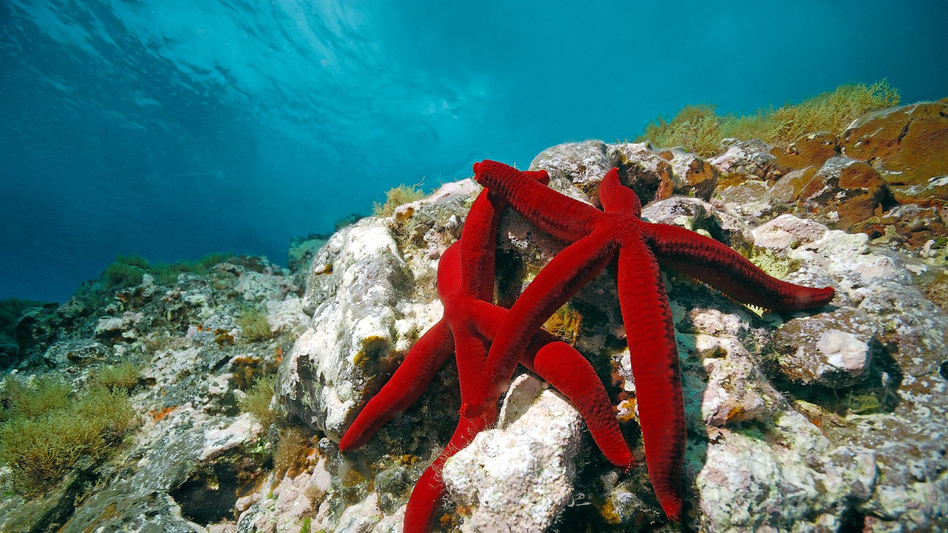 Red sea stars, Mediterranean Sea