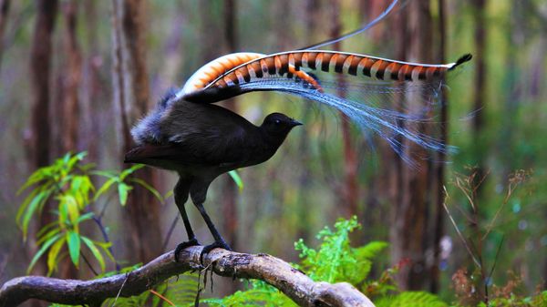 Superb lyrebird in Marysville State Forest, Australia