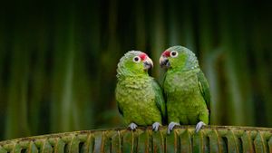 ｢キホオボウシインコのおしゃべり｣エクアドル (© Pete Oxford/Minden Pictures)(Bing Japan)