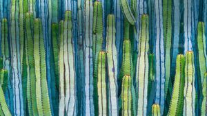 Mexican giant cardon cactus (© Ed Reardon/Alamy)(Bing United Kingdom)