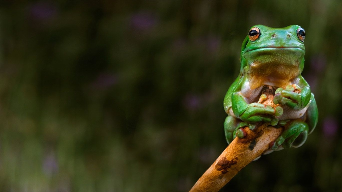 A frog clings to the tip of a branch, Adelaide, Australia