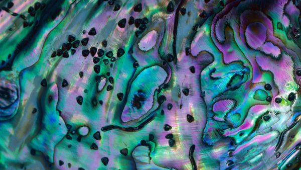 Rainbow abalone shell, New Zealand
