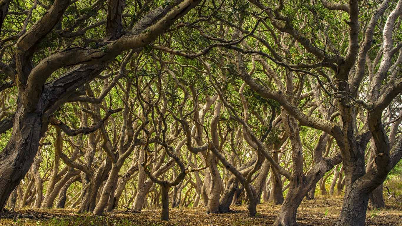 Oak trees in Palo Corona Regional Park, Carmel Valley, California