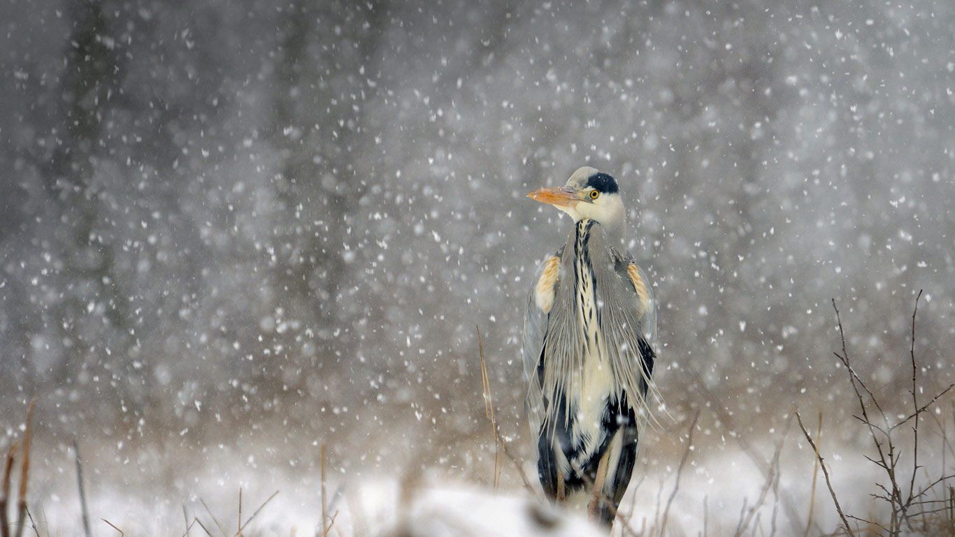 Héron cendré sous la neige à Brognard, Doubs, Franche-Comté