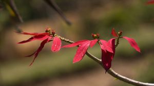 Poinsettia ou Fleur de Noël (© David Hosking/NPL/Minden Pictures)(Bing France)