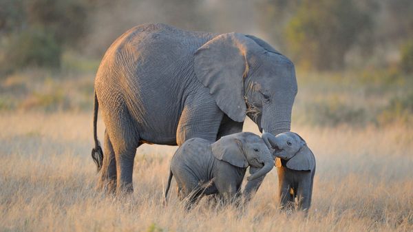 Elephant family in Amboseli National Park, Kenya