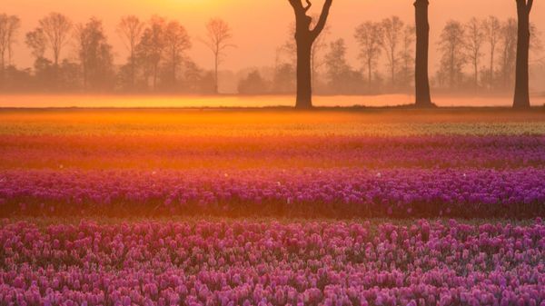 Tulips near the village of Grolloo in Drenthe province, Netherlands