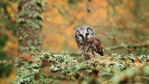 森に佇むキンメフクロウ (© Ondrej Prosicky/Alamy)(Bing Japan)