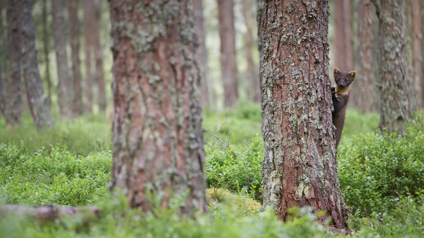 A pine marten in Cairngorms National Park, Scotland