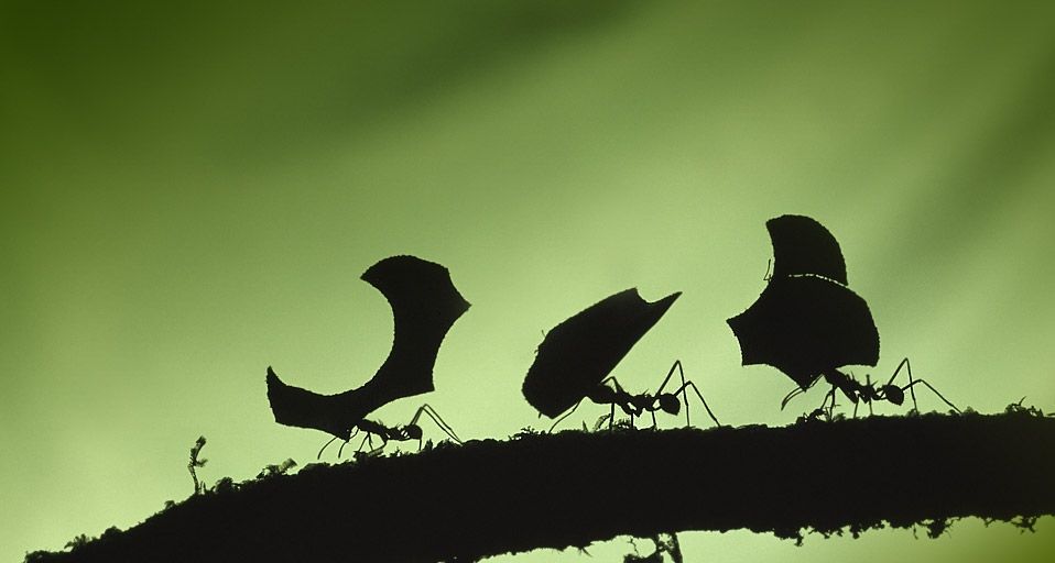 Leafcutter ants carrying leaves. Braulio Carrillo National Park., Costa Rica