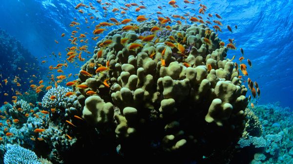 Scalefin anthias in the Red Sea at Ras Mohammed National Park in Egypt