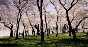 ｢タイダルベイスンの桜｣アメリカ, ワシントンD.C. (© Stefan Zaklin/Corbis) &copy; (Bing Japan)