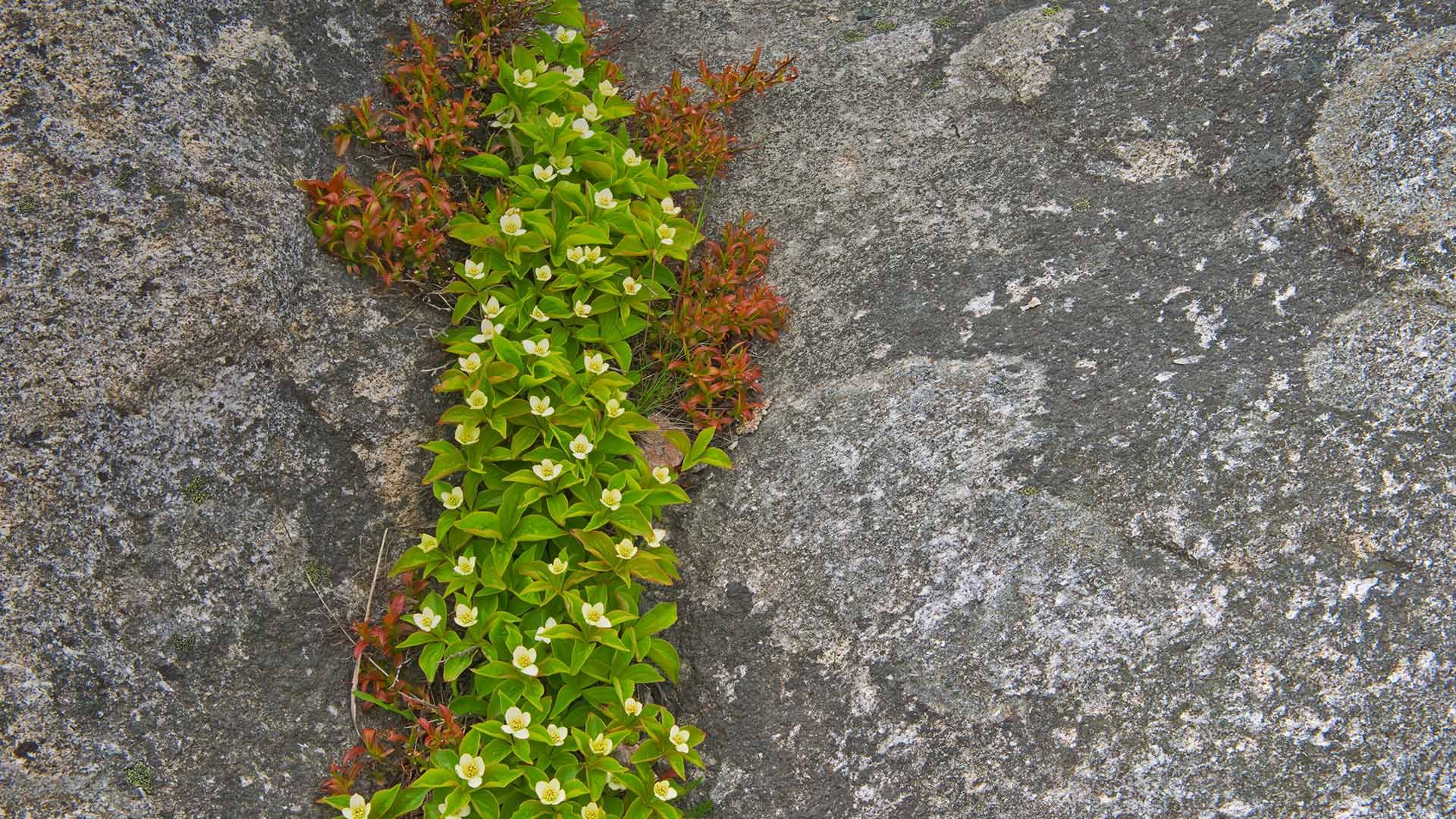 A close-up of bunchberry in Rose Blanche, Newfoundland